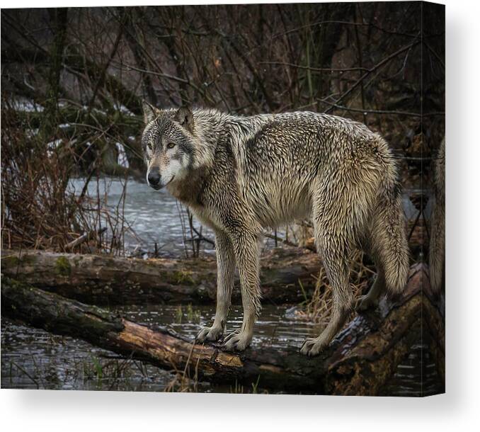 Wolf Wolves Canvas Print featuring the photograph Stay Dry by Laura Hedien