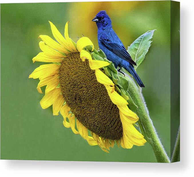 Sunflower Canvas Print featuring the photograph Sunflower Blue by Art Cole