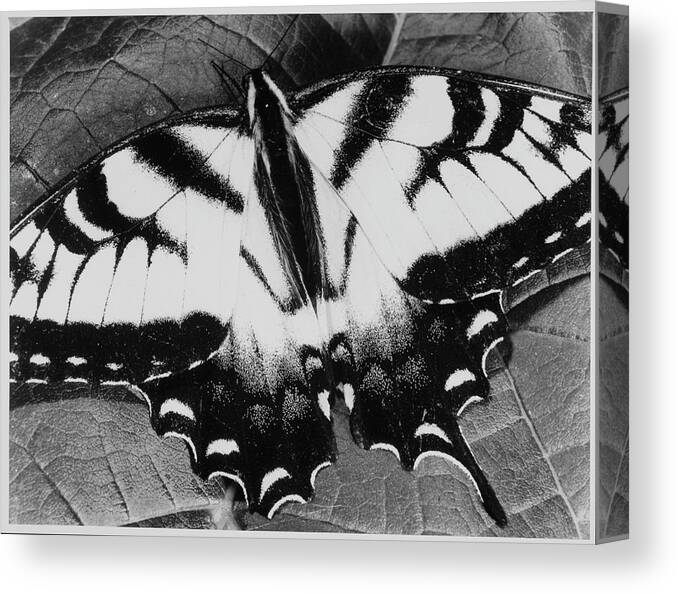 Social Issues Canvas Print featuring the photograph Swallowtail Butterfly by Andreas Feininger
