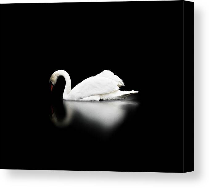 Swan Canvas Print featuring the photograph Swan by Scott Meyer