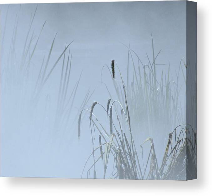 Grass Canvas Print featuring the photograph Tall Grasses In Mist by Sandra Leidholdt