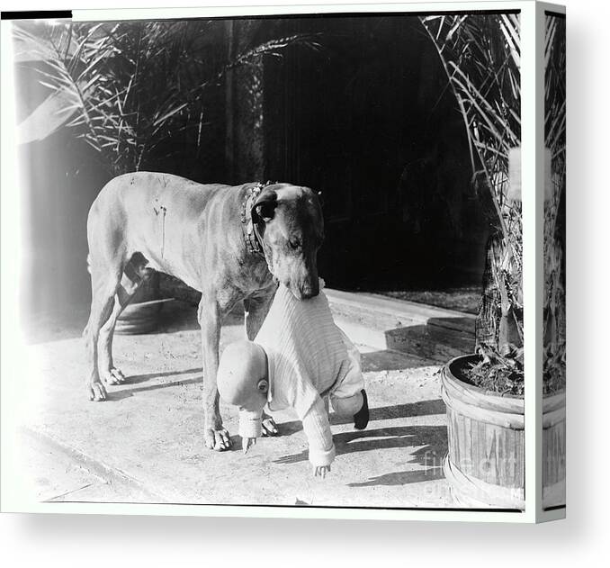 Pets Canvas Print featuring the photograph Teddy The Dog by Bettmann