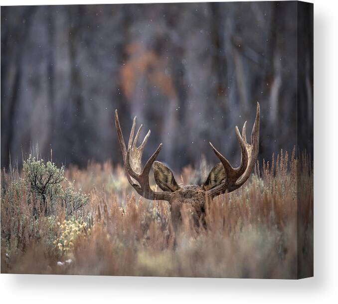 Moose Canvas Print featuring the photograph Thanksgiving Moose by Peter Mangolds
