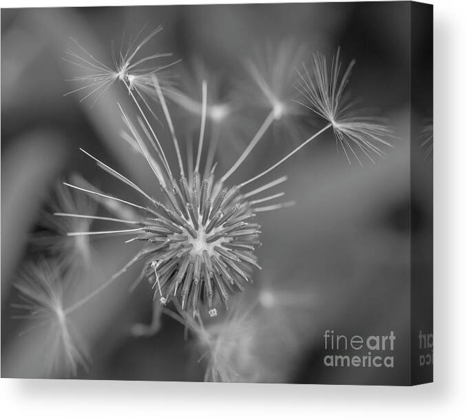 Dandelion Canvas Print featuring the photograph That's Just Dandy 10 by Dusty Wynne