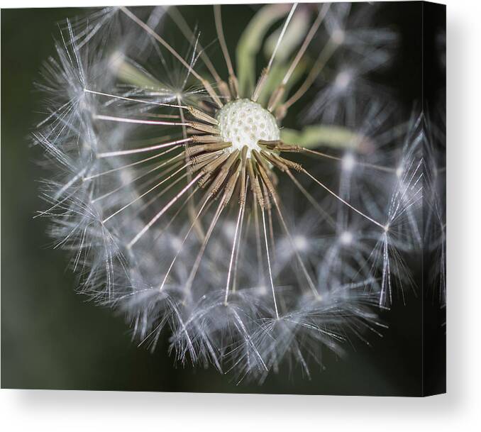 Dandelion Canvas Print featuring the photograph That's Just Dandy 2 by Dusty Wynne