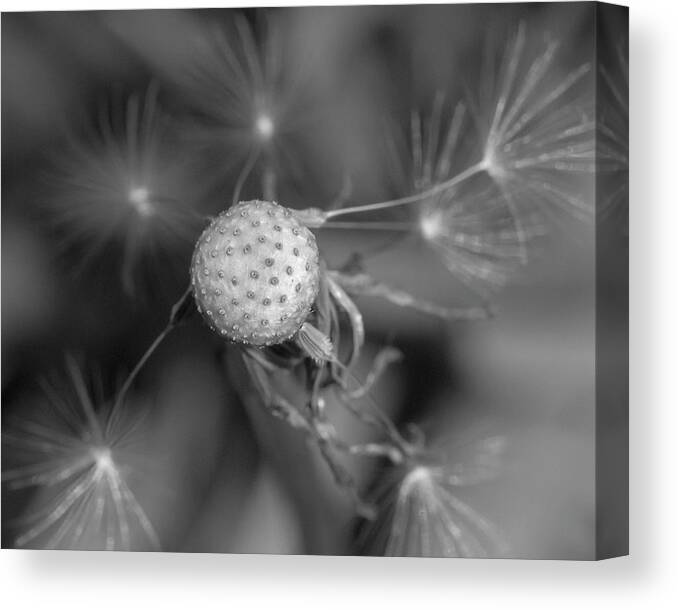 Dandelion Canvas Print featuring the photograph That's Just Dandy 7 by Dusty Wynne