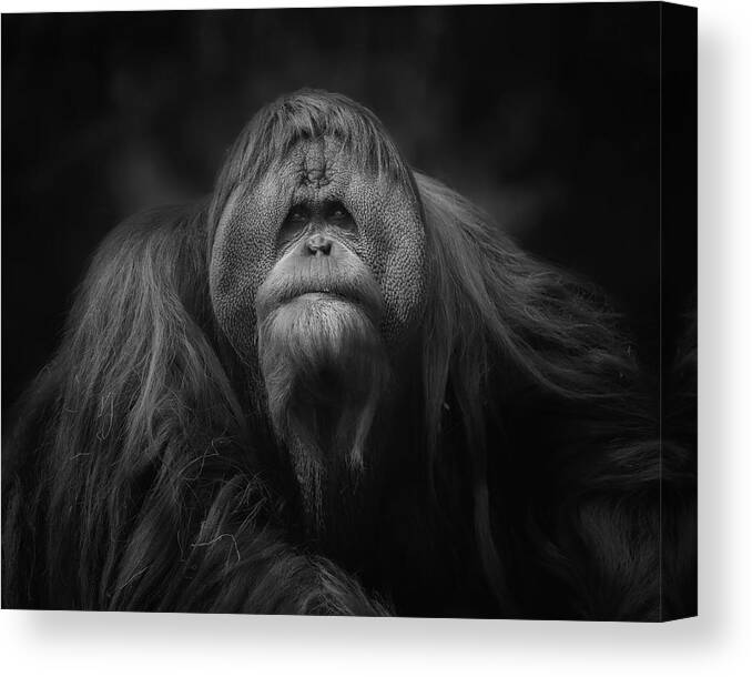 Animal Canvas Print featuring the photograph The King Of The Territory by Annie Poreider