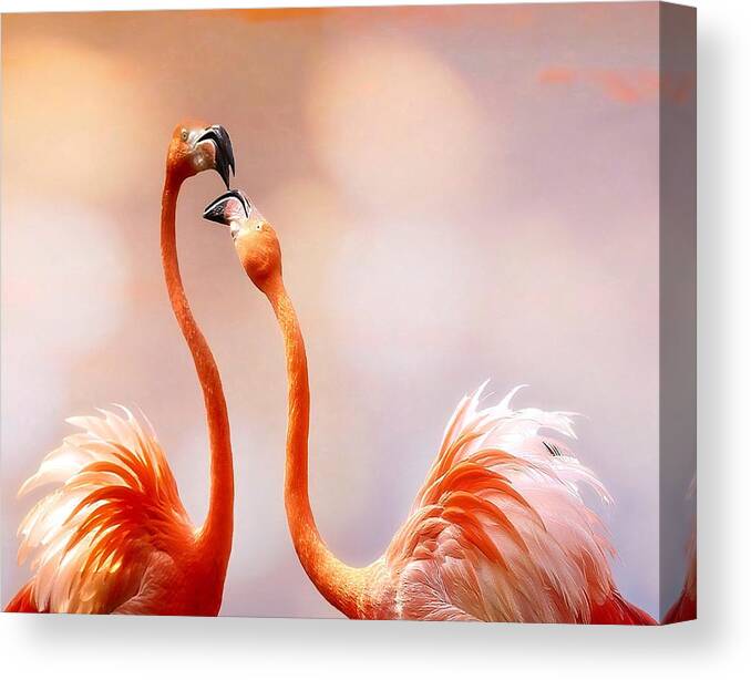 Flamingo Canvas Print featuring the photograph The Kiss by Anna Cseresnjes