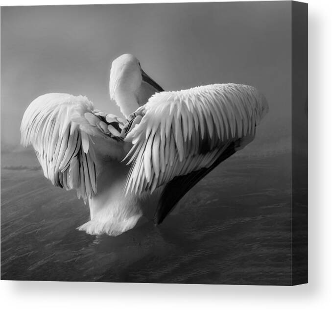 Big Bird Canvas Print featuring the photograph The Pelican by Krystina Wisniowska