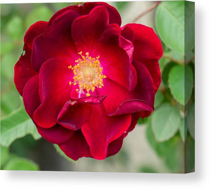 Flower Canvas Print featuring the photograph The Red Rose by Ivars Vilums
