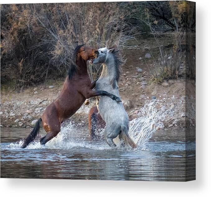 Nature Canvas Print featuring the photograph The Struggle For Dominance by Dave Lehneman