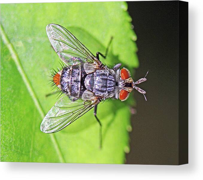 Insects;horizontal;macro;jenniferrobin.gallery Canvas Print featuring the photograph Three Eyed Fly by Jennifer Robin