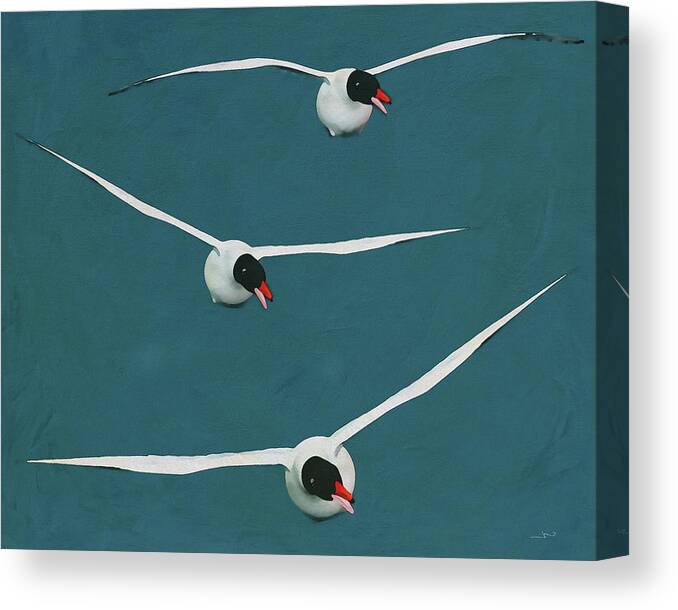 Animal Canvas Print featuring the digital art Three Floating Black Headed Gulls by Jan Keteleer