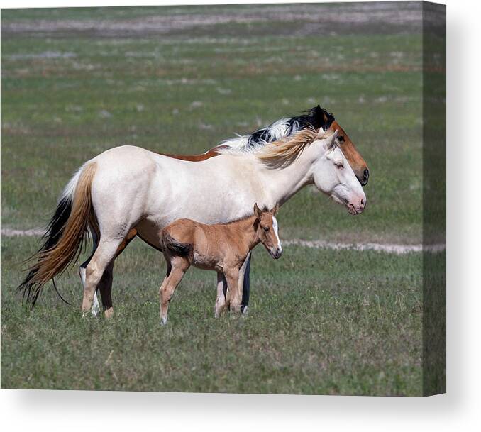 Wild Horses Canvas Print featuring the photograph Three generations by Mary Hone