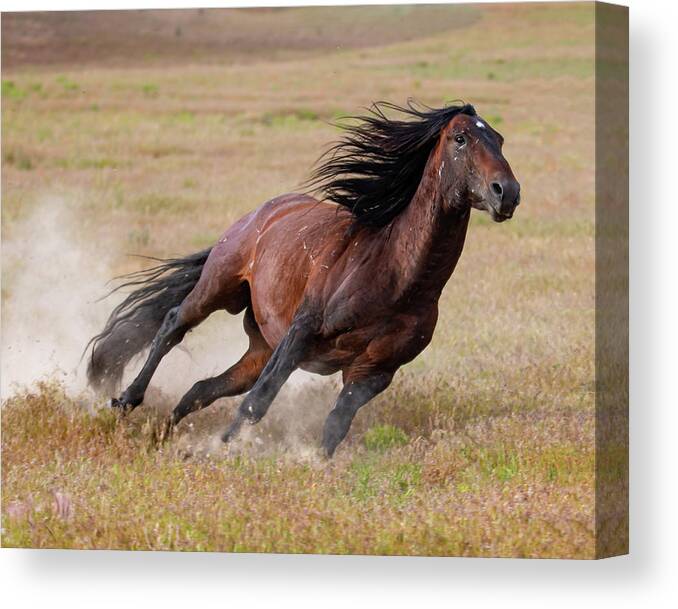 Wild Horses Canvas Print featuring the photograph Tight Curves by Mary Hone