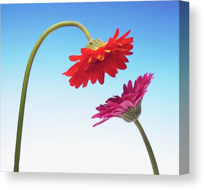 Two Objects Canvas Print featuring the photograph Two Gerbera Daisies Face To Face by Chris Ryan