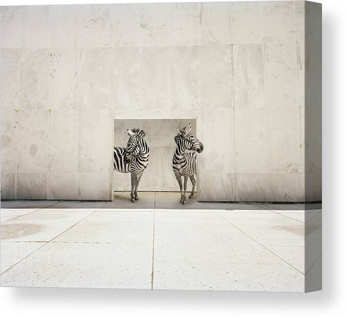 #faatoppicks Canvas Print featuring the photograph Two Zebras At Doorway Of Large White by Matthias Clamer