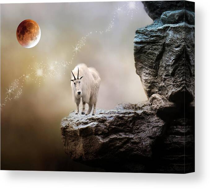Mountain Goat Canvas Print featuring the photograph Up High by Rebecca Cozart