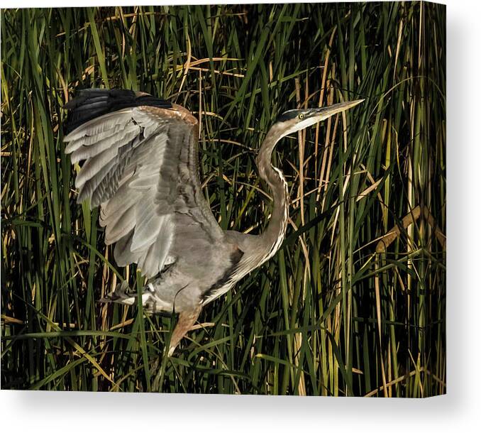 Bird Canvas Print featuring the photograph Uplifting by Ray Silva
