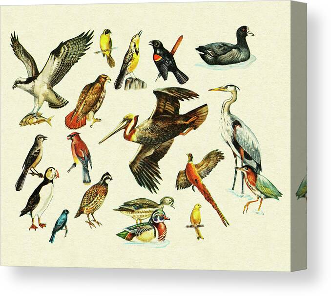 Animal Canvas Print featuring the drawing Variety of Birds by CSA Images