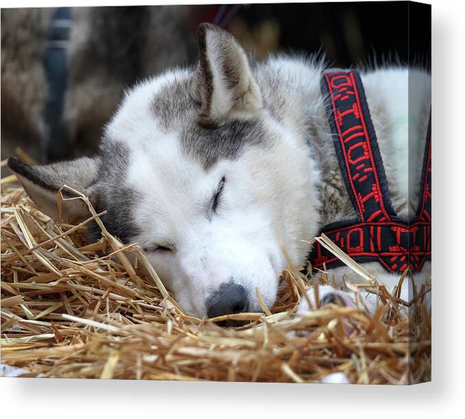 Dog Sleeping Canvas Print featuring the photograph Wake Me Up by Susan Rissi Tregoning