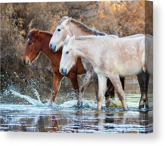 Wild Horses Canvas Print featuring the photograph We three by Mary Hone