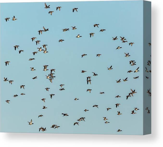 Birds Canvas Print featuring the photograph Where Is Waldo by Ray Silva