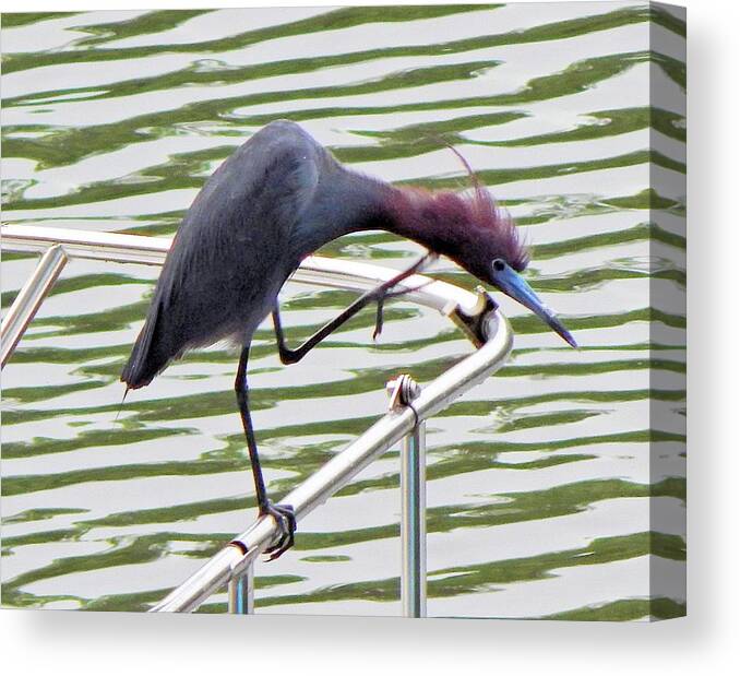 Birds Canvas Print featuring the photograph Where's My Fish? by Karen Stansberry