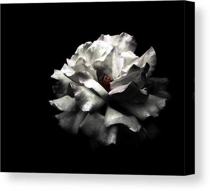 Black Background Canvas Print featuring the photograph White Rose by Lola L. Falantes