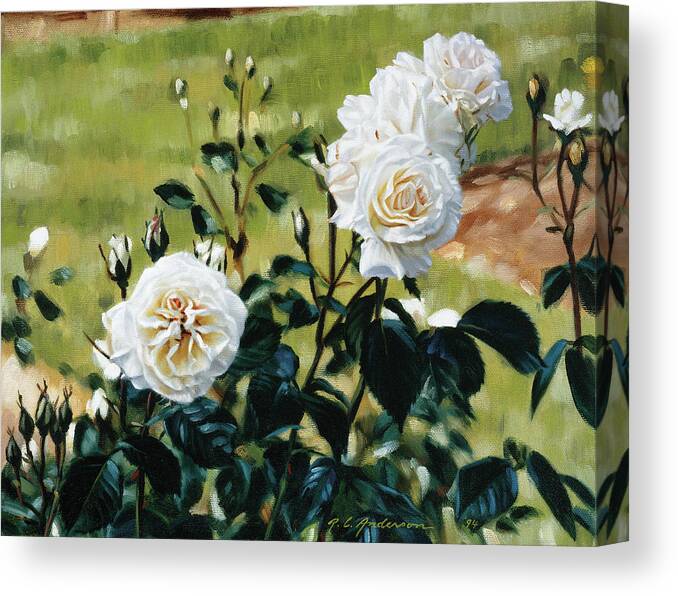 White Roses Growing Outside With A Yard In
The Background Canvas Print featuring the painting White Roses by Robin Anderson
