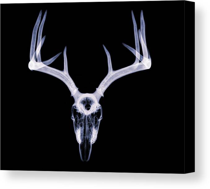 Kansas Canvas Print featuring the photograph White-tailed Deer x-ray 011 by Rob Graham