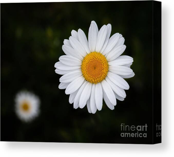 Photography Canvas Print featuring the photograph Wild Daisy by Alma Danison