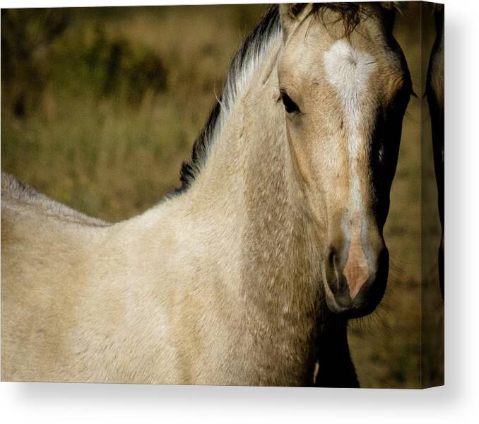 Andalusia Canvas Print featuring the photograph Wild Mustangs of New Mexico 5 by Catherine Sobredo