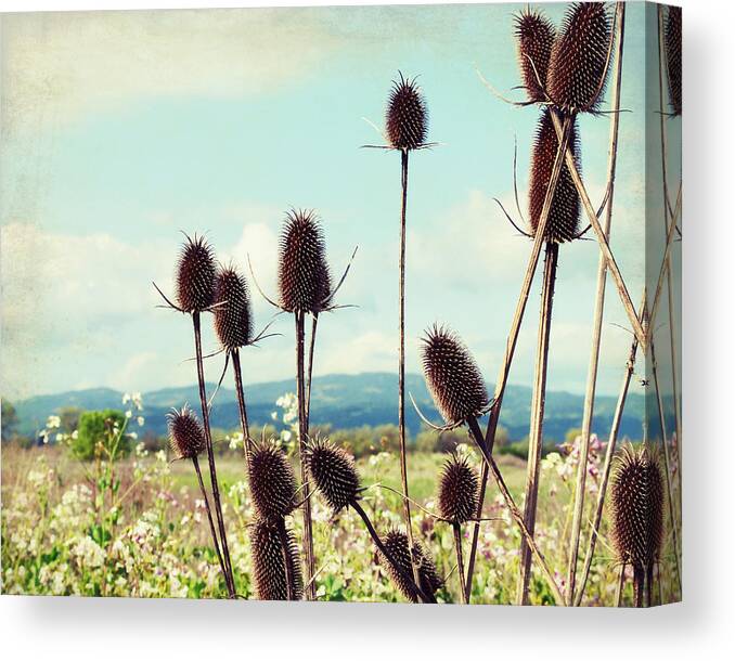 Teasel Canvas Print featuring the photograph Winter Teasel by Lupen Grainne