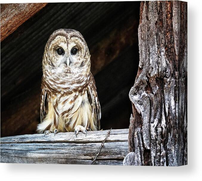 Barred Owl Canvas Print featuring the photograph Wise Old Owl by Jaki Miller