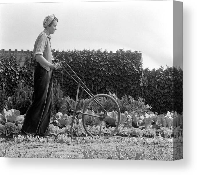 Recreational Pursuit Canvas Print featuring the photograph Woman Tilling Soil With Hand Pushed by H. Armstrong Roberts