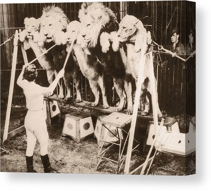 Caucasian Ethnicity Canvas Print featuring the photograph Woman Training Circus Lions, Rear View by Fpg