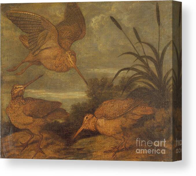 Bird Canvas Print featuring the painting Woodcock At Dusk, C.1676 by Francis Barlow