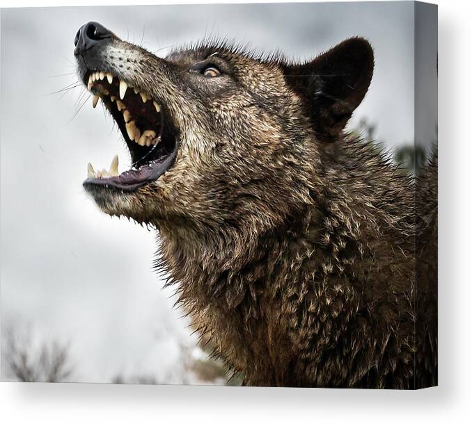 Wolf Wolves Barking Howl Canvas Print featuring the photograph Woof Wolf by Laura Hedien