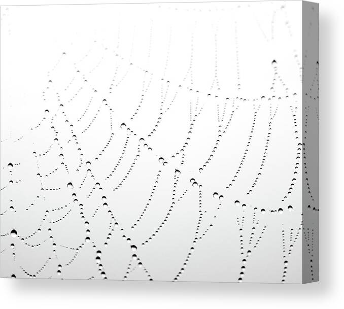 Spider Web Canvas Print featuring the photograph Woven by Lupen Grainne