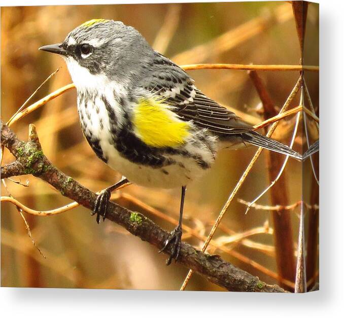 Birds Canvas Print featuring the photograph Yellow-rumped Warbler by Lori Frisch