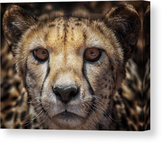 Cheetah Canvas Print featuring the photograph You Know What, I See Your Car by Mathilde Guillemot