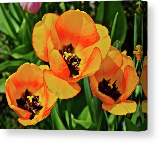 Tulips Canvas Print featuring the photograph 2020 Acewood Tulips Trio #1 by Janis Senungetuk