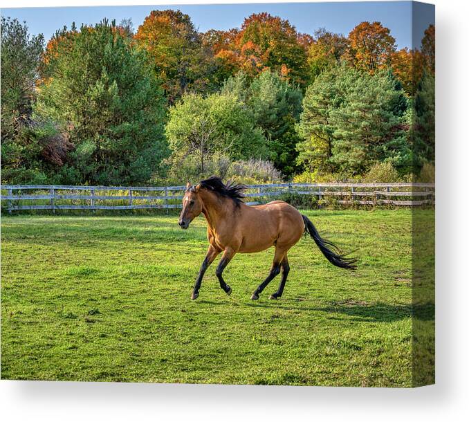 Airey Canvas Print featuring the photograph Autumn Horses of Uxbridge #1 by Dee Potter