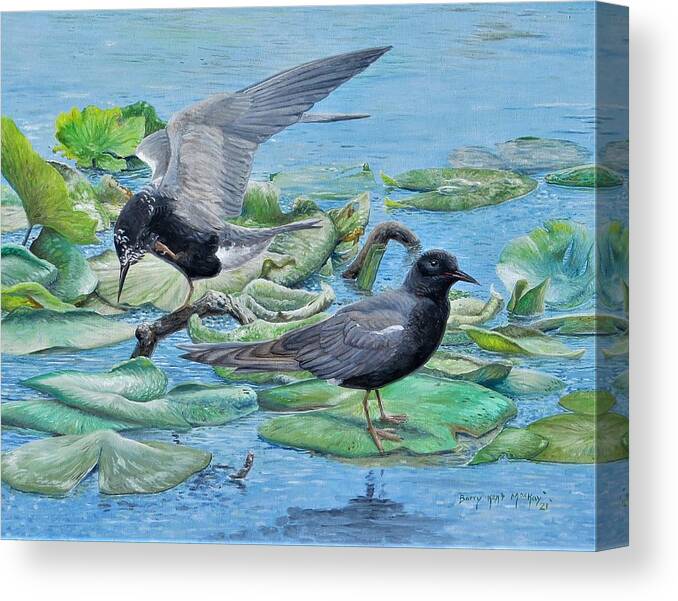 Black Tern Canvas Print featuring the painting Black Terns #1 by Barry Kent MacKay