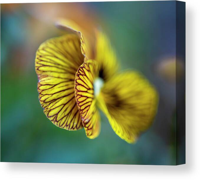  Canvas Print featuring the photograph Flower Abstract 9035-032024 #1 by Tam Ryan