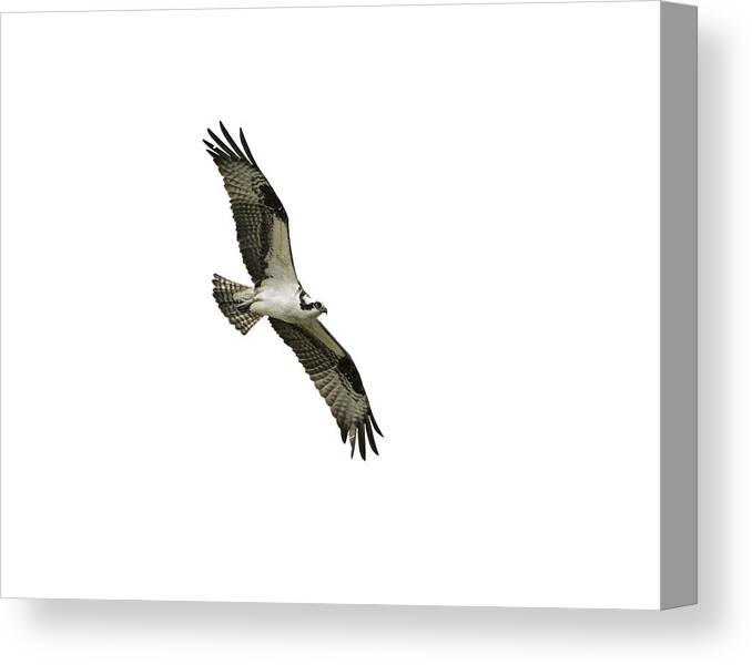 Osprey Canvas Print featuring the photograph Isolated Osprey 2021-1 by Thomas Young