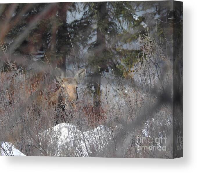 Moose Canvas Print featuring the photograph Moose in the Willows #2 by Nicola Finch
