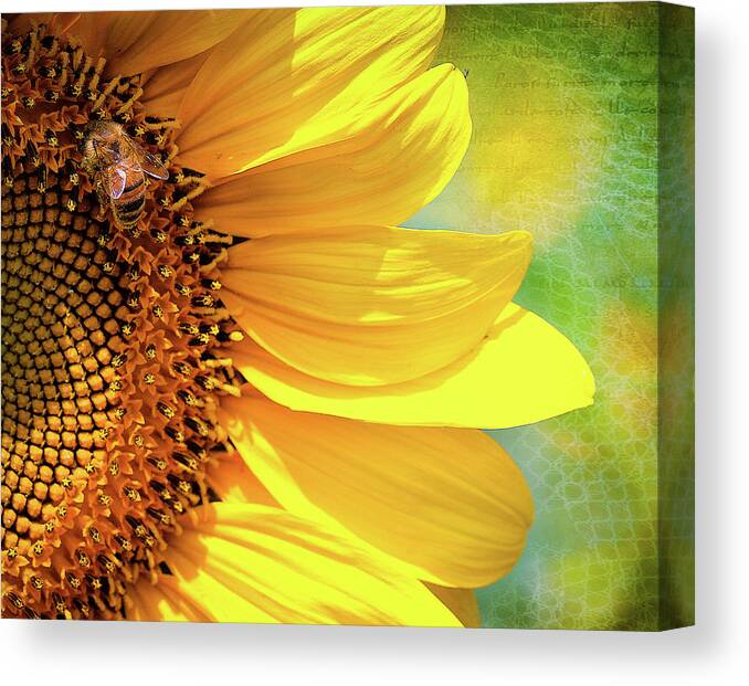 Flowers Canvas Print featuring the photograph Sunflower #1 by Anna Rumiantseva