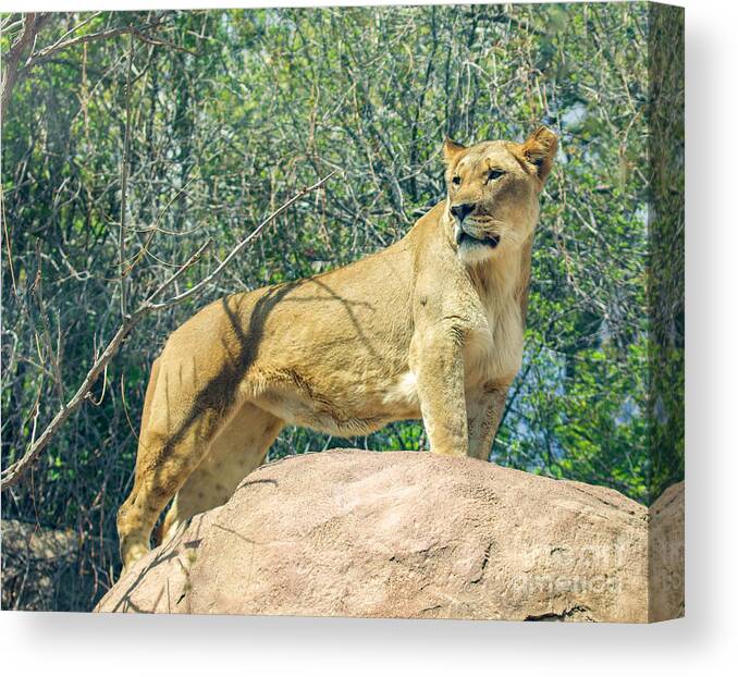 Lion Canvas Print featuring the photograph The Lookout #1 by Shirley Dutchkowski